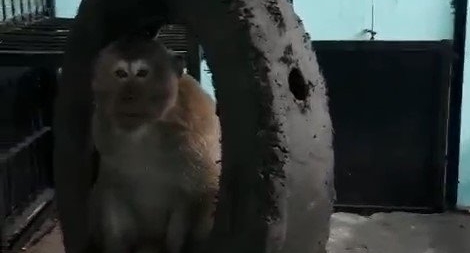 Di dời đàn khỉ “tung hoành” giữa khu dân cư ở Sài Gòn