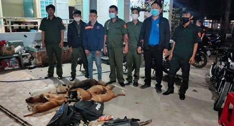 Gia tăng nạn trộm chó những ngày đầu xuân