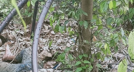 Người đàn ông được phát hiện chết trong rẫy tiêu