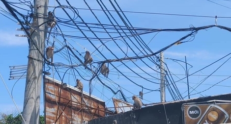 Khỉ đói lao xuống đường "đại náo", Vũng Tàu tiếp tế gần tạ trái cây