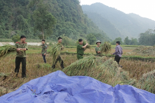 Công an Bắc Kạn xuống đồng gặt lúa giúp dân