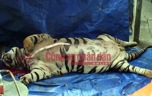 Khởi tố 4 đối tượng mua hổ sống về cắt tiết, nấu cao