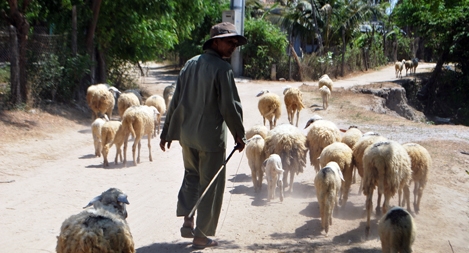 Nỗi lòng người nuôi cừu mùa hạn