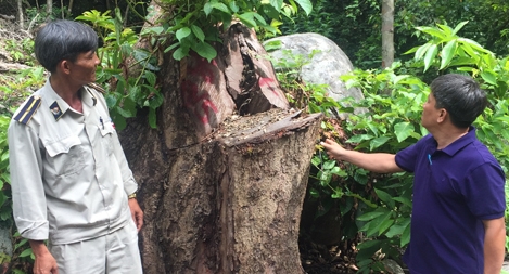 Xử lý nghiêm các vụ phá rừng ở Khu bảo tồn thiên nhiên Sơn Trà