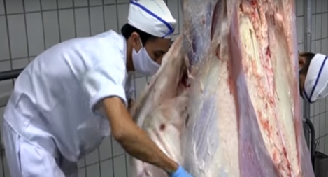 Úc tạm dừng xuất khẩu bò cho Việt Nam vì cáo buộc ngược đãi động vật