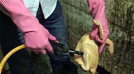 Hành vi tiêm chất lạ vào gia cầm trước khi bị giết mổ bị xử phạt như thế nào?