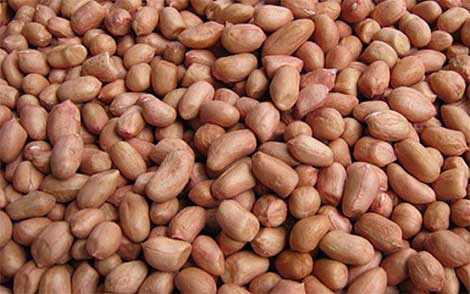 Phát hiện 2 loại mọt cực kỳ nguy hiểm "nhập khẩu" vào Việt Nam