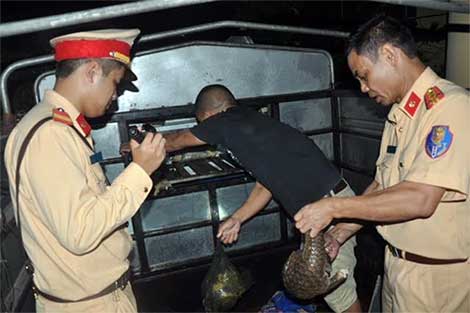 Hơn 3 tạ tê tê giấu trong thùng xe hoán cải