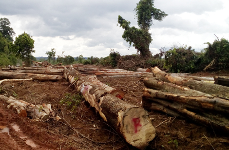 Bình Phước khẳng định dự án chăn nuôi kết hợp trồng rừng là đúng quy định