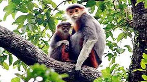 Có khoảng 500 cá thể voọc chà vá chân xám đang sinh sống tại Kon Tum