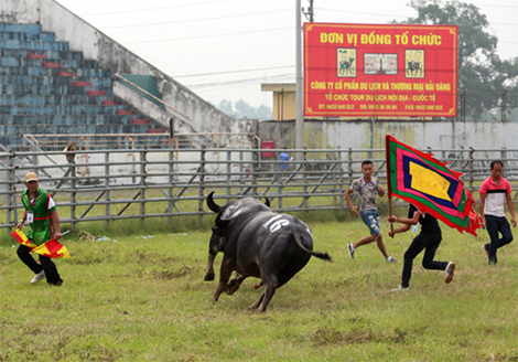 Sau hội thi trâu khoẻ, 11 trâu chọi bị giết thịt