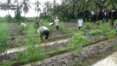 Trồng 348 cây cần sa để “nuôi gà”