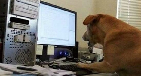 Huấn luyện chó nhận biết được phim sex trong các thiết bị điện tử