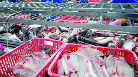 Rủ nhau trộm cá phi lê,  nhóm công nhân lãnh án trên 53 năm tù