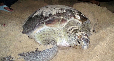 Rùa biển vào bãi làm tổ nhưng phải “nín đẻ” vì nhiều người đến xem