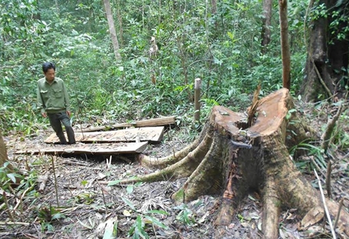 Hiện trường nhói buốt vụ chặt phá rừng dổi ở Bình Định