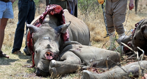 Thợ chụp ảnh dạo chuyển nghề săn tê giác và cái kết đắng chát