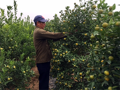 Người trồng đào quất ngóng thời tiết'