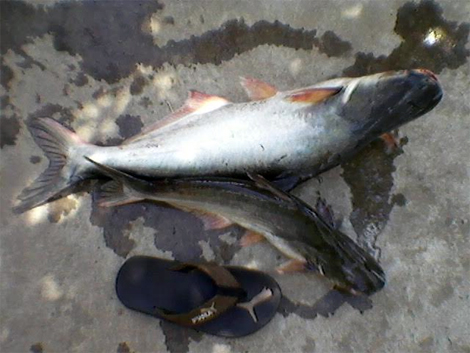 (HY HỮU) Suýt mất mạng vì bị ngạnh cá tra đâm thấu ngực