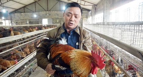 Thụ tinh nhân tạo để bảo tồn và phát triển đàn gà "râu"