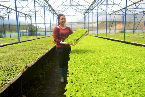 Nữ nông dân trẻ kiếm trên 3 tỷ mỗi năm từ bán rau giống