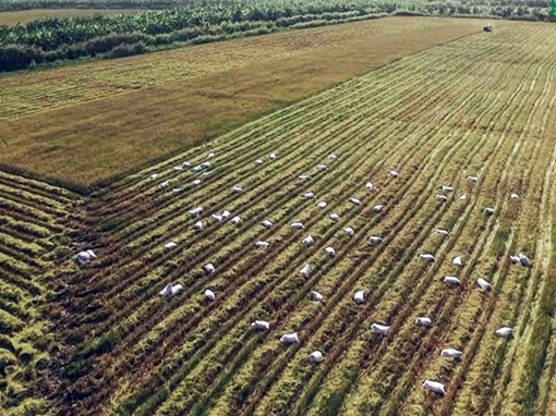 Bứt phá từ chính “luống cày cũ” (!)