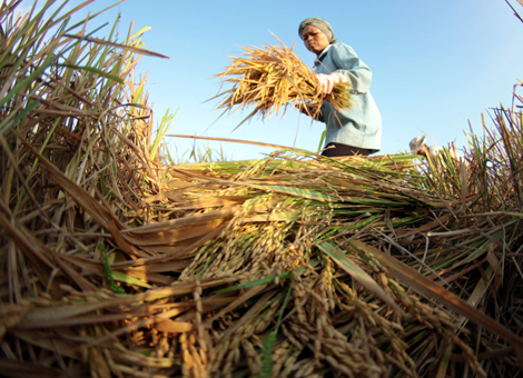 Bứt phá từ chính “luống cày cũ” (!)