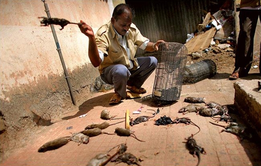 Ðội săn bắt... chuột