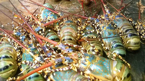 Dân khốn đốn vì tôm hùm chết hàng loạt