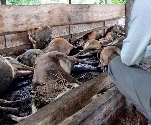 16 con bò bị điện giật chết, Điện lực Bình Định bồi thường 200 triệu đồng