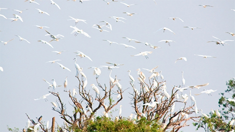 Hải Dương đầu tư trên 45 tỷ đồng xây dựng hạ tầng, bảo tồn sinh thái Đảo Cò