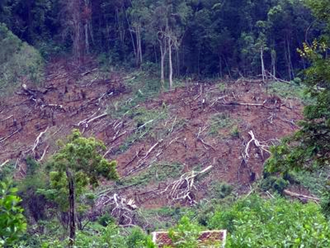 Kiểm tra thông tin phá rừng phòng hộ tại Quảng Nam