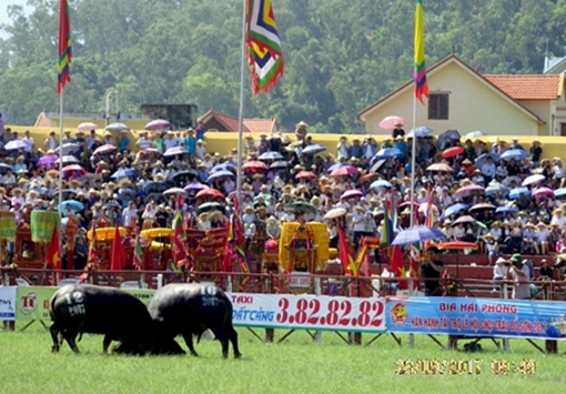 Hơn 2 vạn người dự vòng chung kết lễ hội Chọi trâu Đồ Sơn