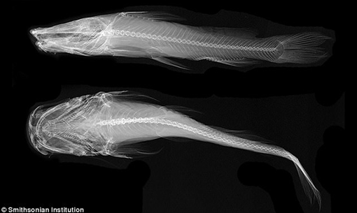 Chiêm ngưỡng loài cá khiến giới khoa học Mỹ sốt sắng