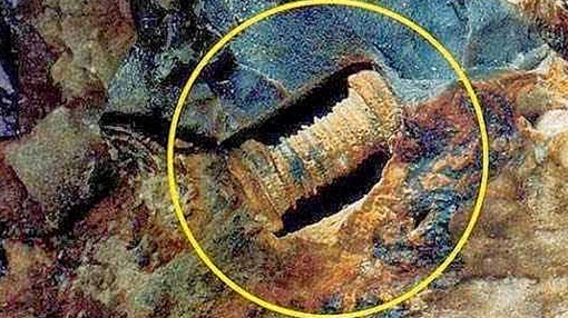 Đinh ốc 300 triệu năm tuổi hay sinh vật biển hóa thạch