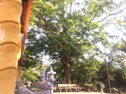  Yêu cầu kiểm điểm Chủ tịch xã trong vụ đấu giá cây gỗ sưa 24,5 tỷ đồng