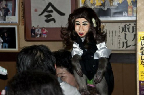 Cận cảnh nhà hàng thú vị toàn khỉ làm nhân viên phục vụ