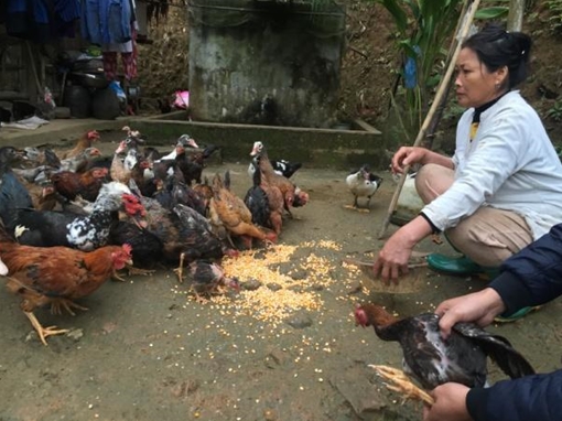 Chủ động chuẩn bị nguồn hàng để tránh tăng giá đột biến