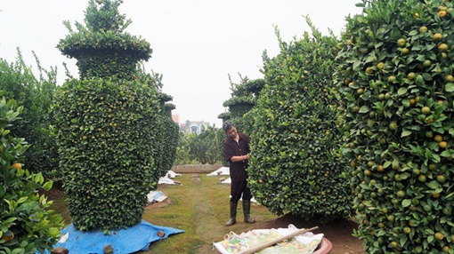 Nhiều quất cảnh, đào thế độc đáo trong dịp Tết