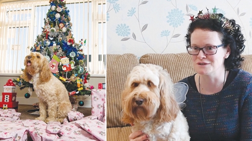 Chuyện chó đó đây 2018