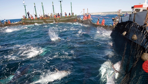 Cơ bản chấm dứt tình trạng ngư dân vi phạm đánh bắt cá trên biển