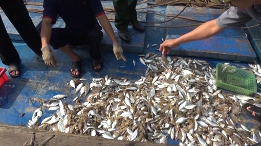 Cá biển chết bất thường ở Quảng Trị