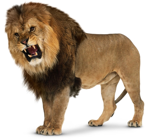 Phát hiện hóa thạch của sư tử khổng lồ