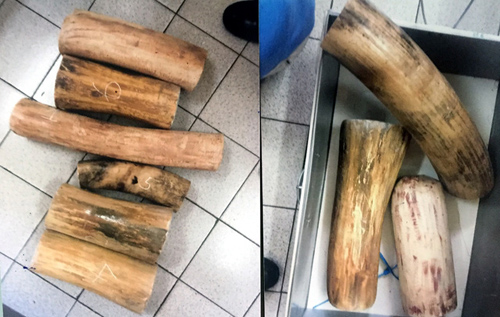 Cựu cán bộ Hải quan đánh tráo ngà voi tang vật chiếm đoạt gần 3 tỷ đồng