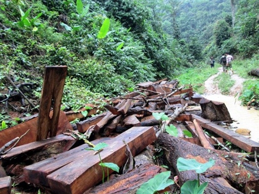 Nhiều khó khăn trong tuần tra, ngăn chặn nạn phá rừng