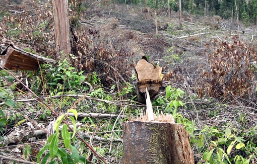 “Nóng” chuyện phá rừng lấy gỗ, làm nương