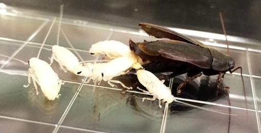 Sữa gián Thực phẩm giàu dinh dưỡng tương lai