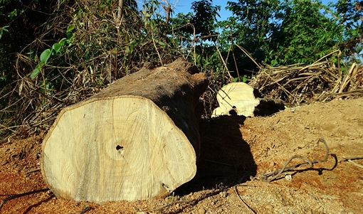 Tiếp tục xảy ra phá rừng quy mô lớn ở Chà Và