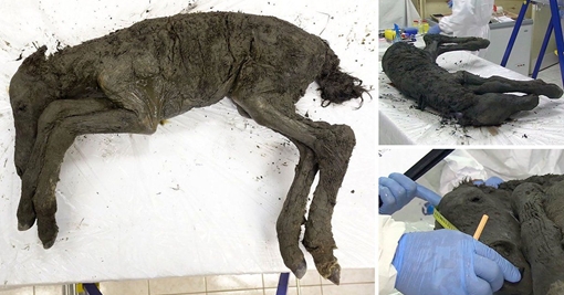 Tìm thấy hóa thạch nguyên vẹn của ngựa non