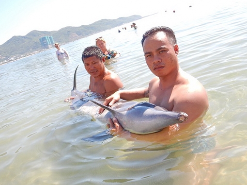 Cứu hộ một con cá heo có dấu vết xây xát trên thân thể